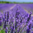 aroma-blooming-lavender-close-up